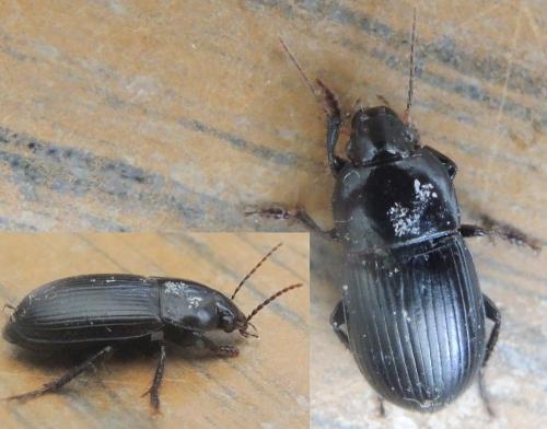 Réf. 350 901 : Harpalus serripes